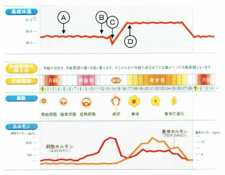 排卵 後 タイミング 妊娠 可能 性